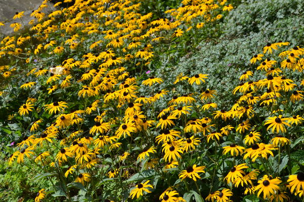 Blumen