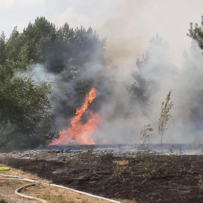 Eisenh�ttenst�dter Freiwillige Feuerwehr im Einsatz beim Waldbrand bei Ziltendorf