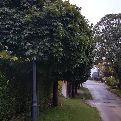�rgernis in Diehlo: Eine verdeckte Stra�enlaterne. 