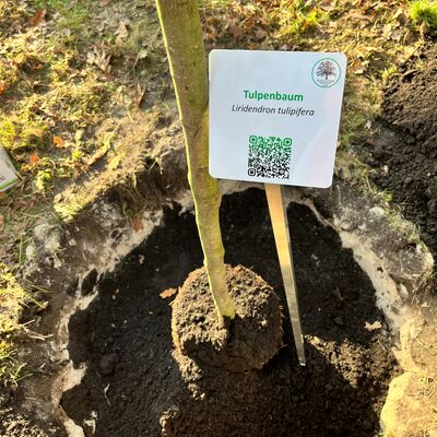 Baumpflanzaktion im Arboretum