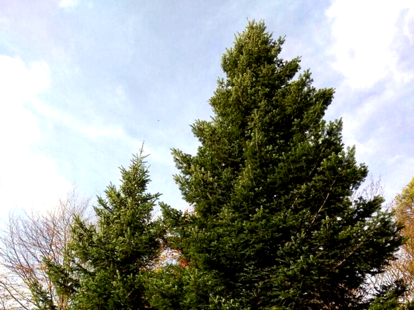 Bergung Weihnachtsbaum