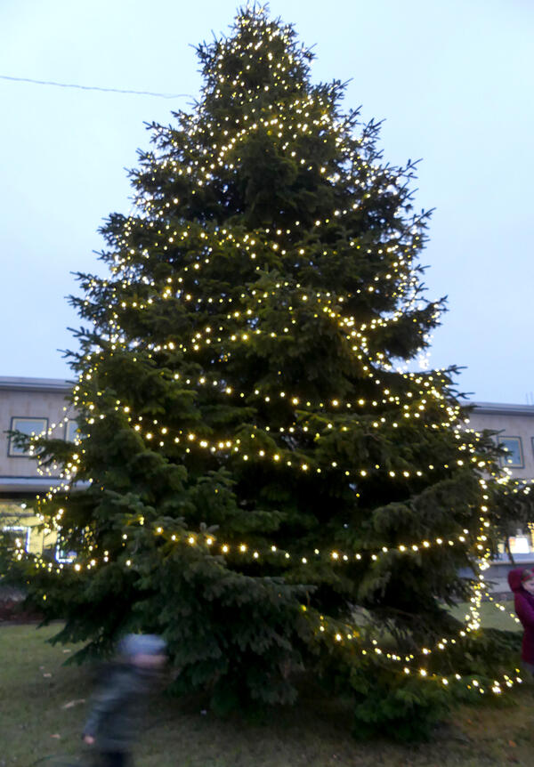 Weihnachtsbaum in der Lindenallee 