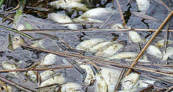 Fischsterben